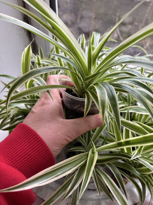 Хлорофітум  варєгатний кімнатна рослина