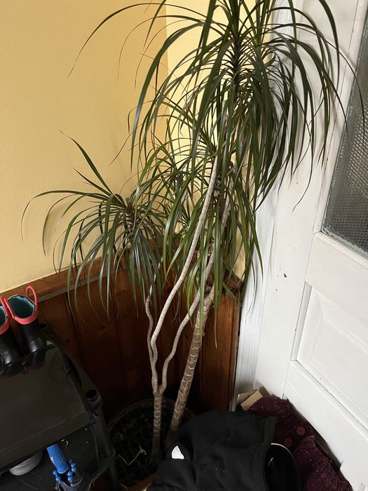 Драконове дерево, вазон