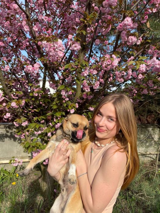 Перетримка собак/котів