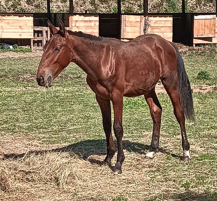 Poldro PSL excelente linhagem