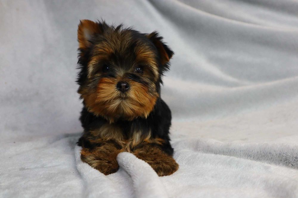 Yorkshire Terrier - szczenię ( york )