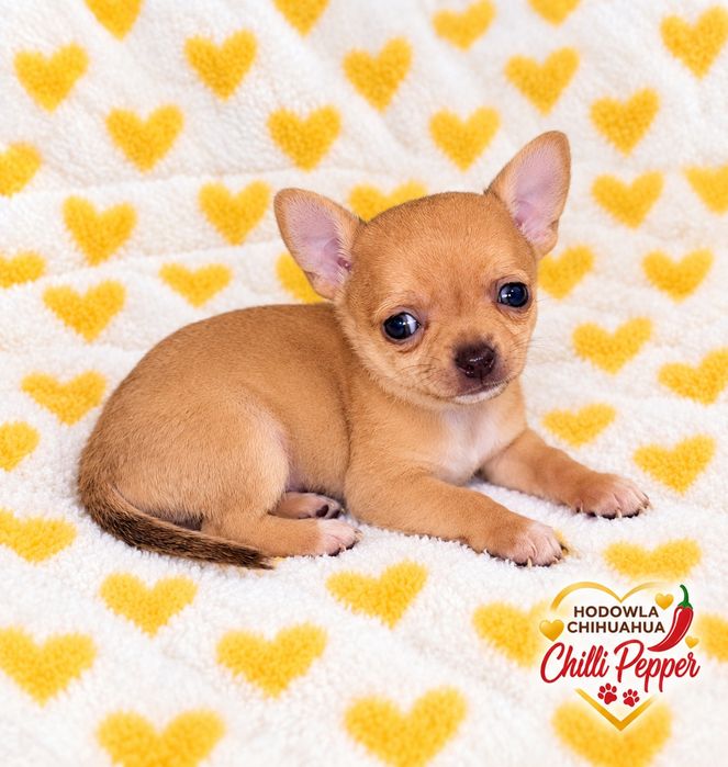 Krótkowłosa suczka chihuahua  Cynamonka  MINI ALLEGRA