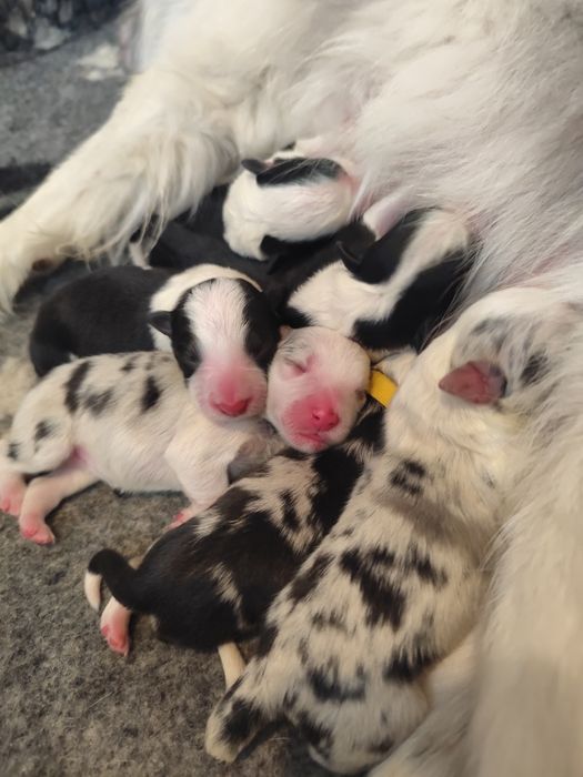 Mamy szczenięta ! Border Collie ZKwP FCI