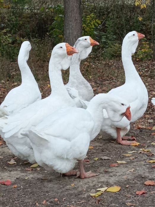 Гуси холмогори