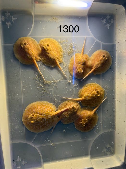 Potamotrygon/ płaszczka promocja do 1 lutego