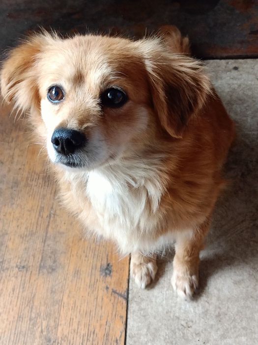 Микки ищет любившего хозяина