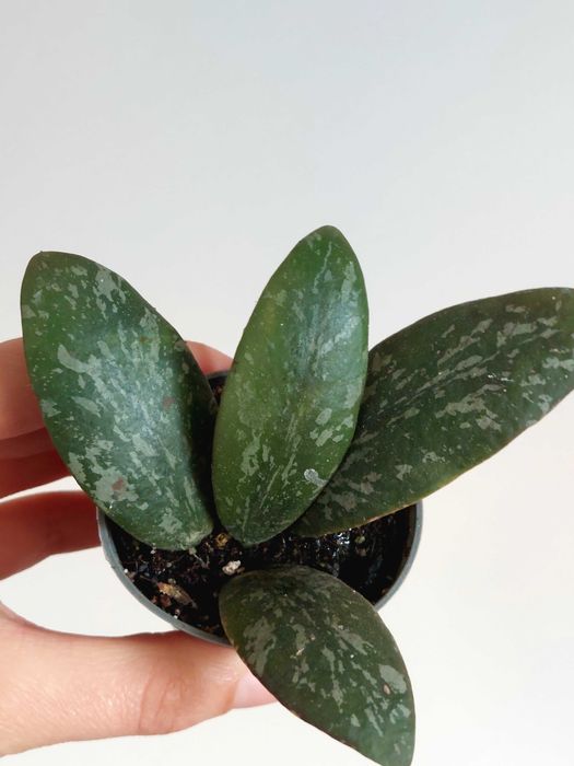 Planta Hoya sigillatis