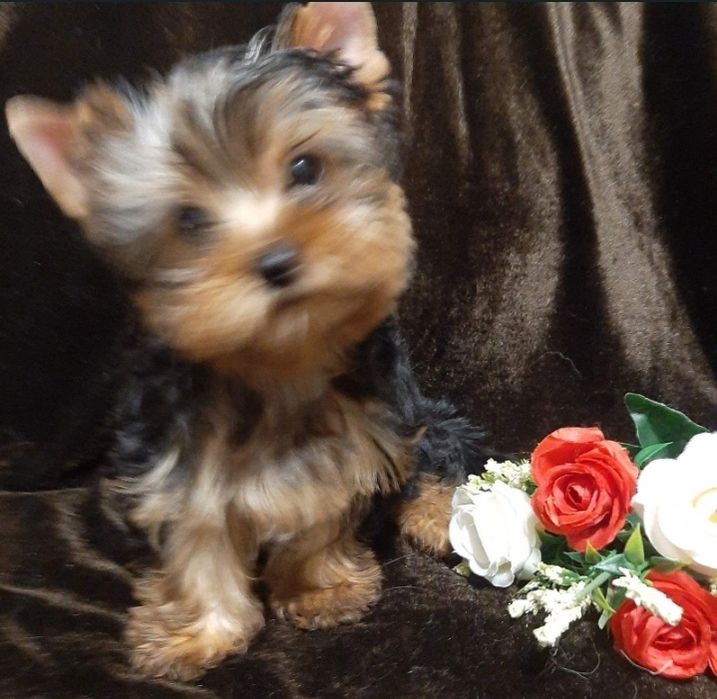 Мини  гномик мальчишка йоркширский терьер