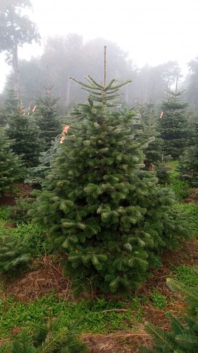 Choinki jodła kaukaska gałęzie