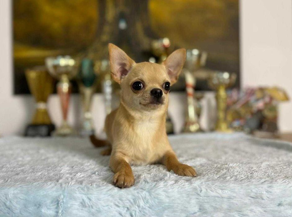 Chihuahua śliczny piesek ZKwP