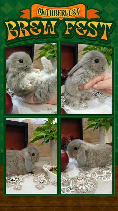 Mini Lopy baranki królik karzełek .Hodowla zarejestrowana KZHK