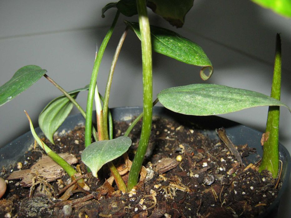 філодендрон глоріозум 5 діток в горщику