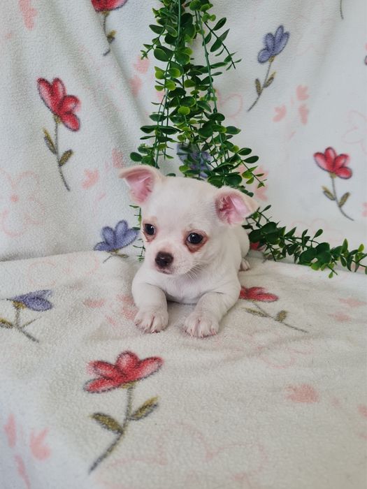Excecional mini Chihuahua/Chiuaua de Qualidad,LinhagemRussa