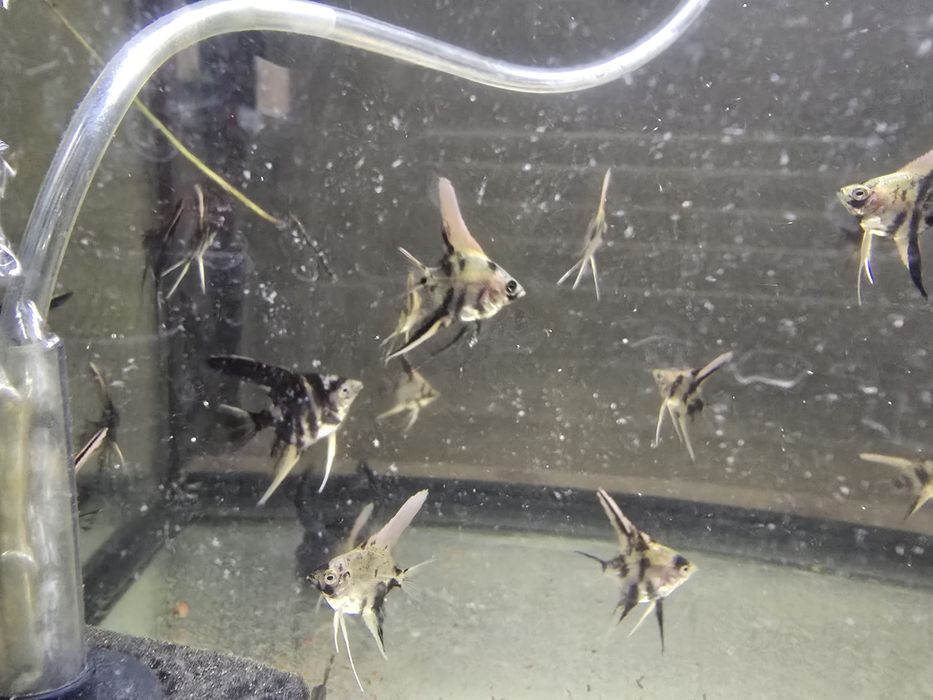 Escalares Marmore (Pterophyllum scalare) – Juvenis disponíveis!