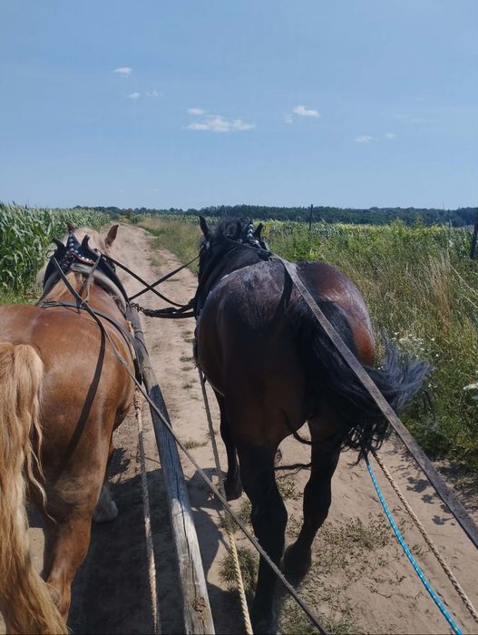 Sprzedam 4 letnia klacz gniadą