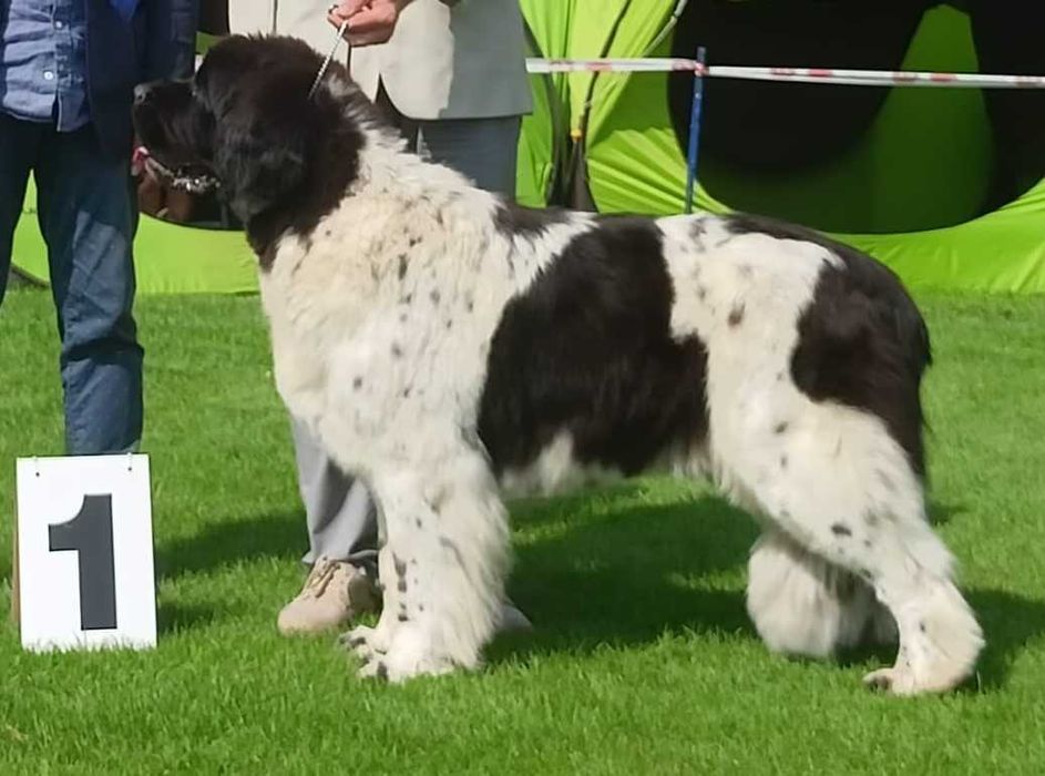 Nowofundland szczenię ZKwP/FCI