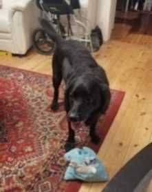 Kochany, łagodny, tulaśny, radosny, grzeczny labrador szuka domu