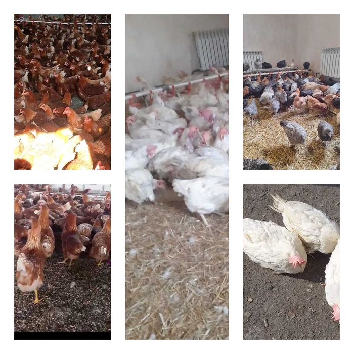 Продам кури несушки! Доставка безкоштовна. Марганець!