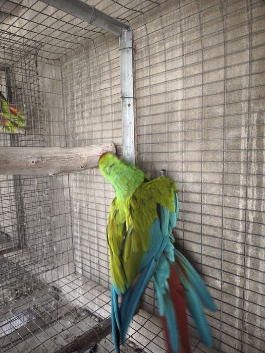 Arara militar macho adulto 2013 disponível para entrega imediata