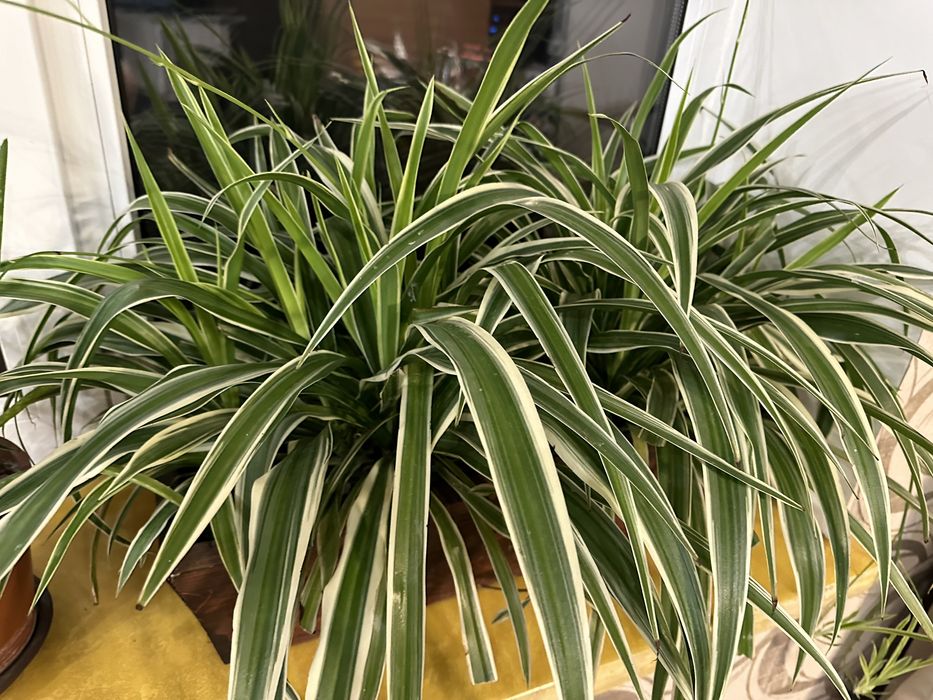 Хлорофітум продам