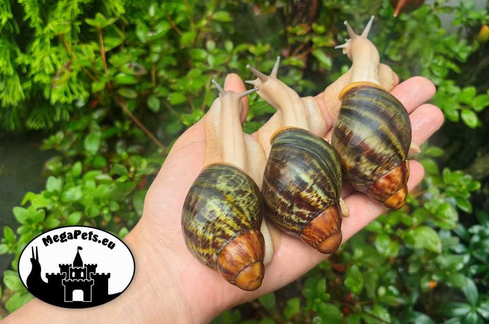 Archachatina ventricosa standard ślimaki olbrzymie afrykańskie terra