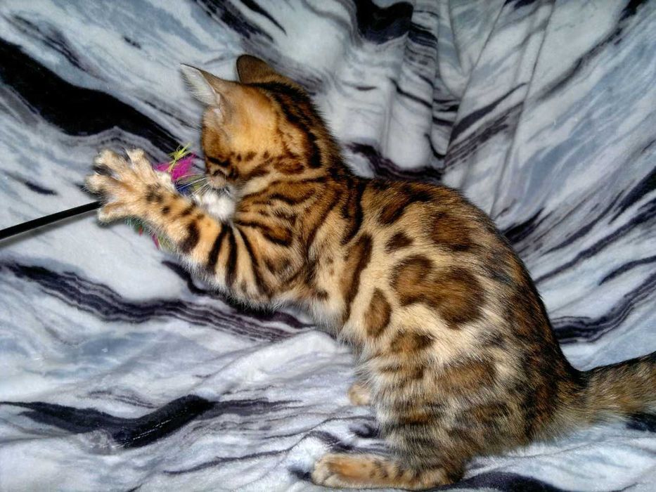 Шикарна клубна бенгальська дівчинка BENn24