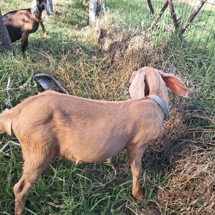Cabras anglonubianas
