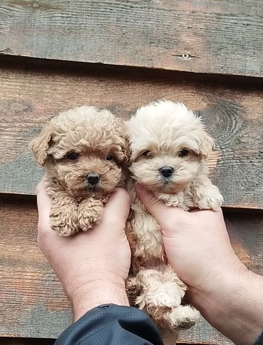 Мальтипу f1 и f2