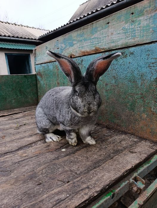 Продам робочого кроля