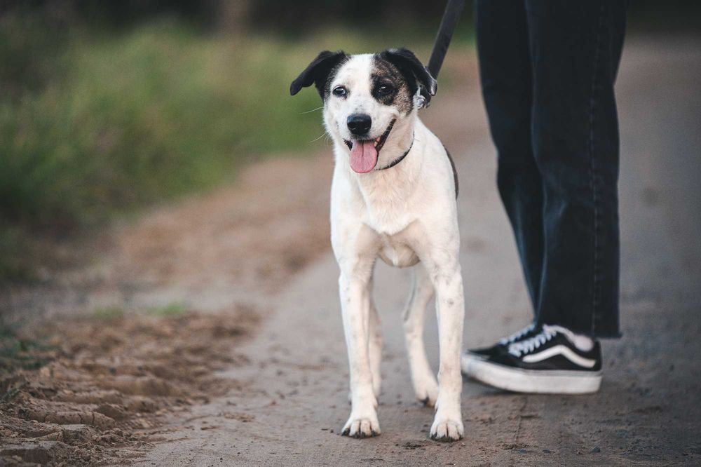 Cudowna Łajka. Dużo przeszła. Teraz szuka dobrego domu.