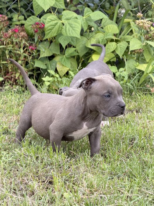 Amstaff - pieski