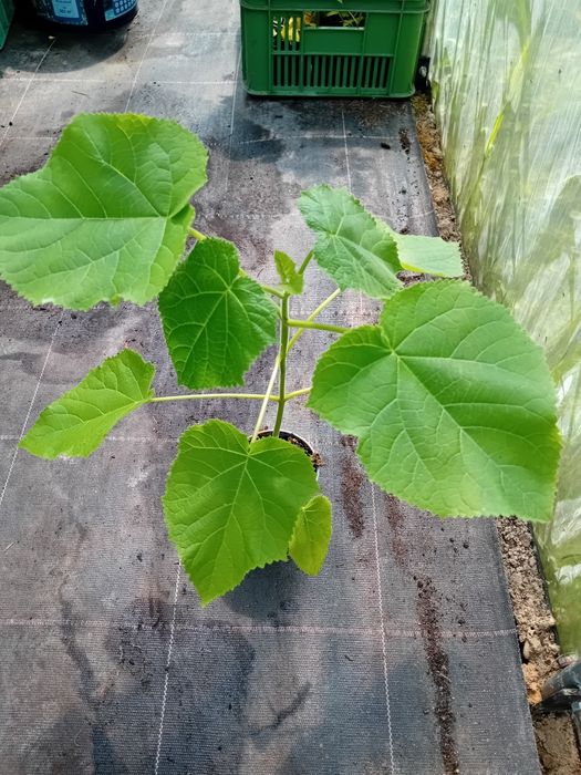 Drzewo tlenowe paulownia oxytree