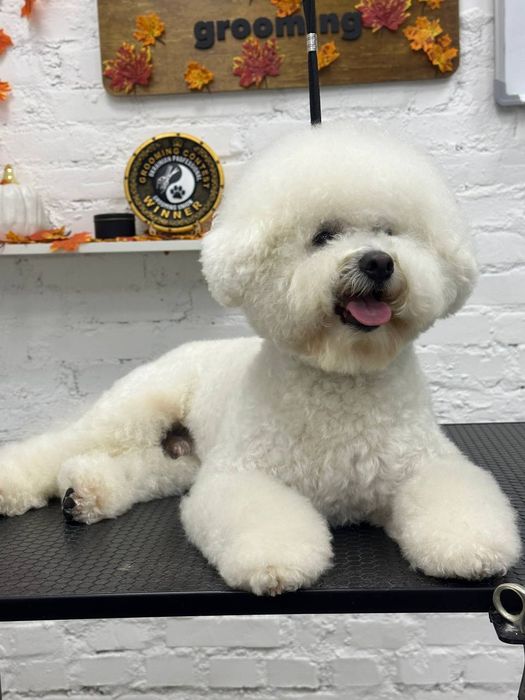 Вязка Бишон-Фризе мальчик