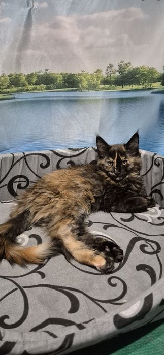 Кошенята Мейн кун