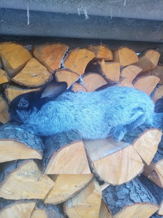 Кролики. Кроли. Крольчата.