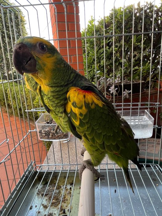 Amazonas Aestiva Xanthopteryx criados à mão com mais amarelo que o normal
