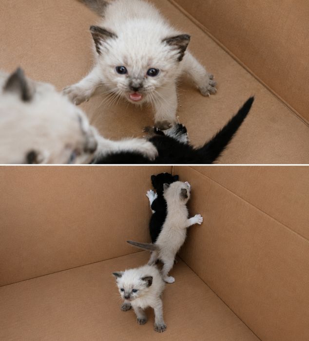 Gatos para adoção