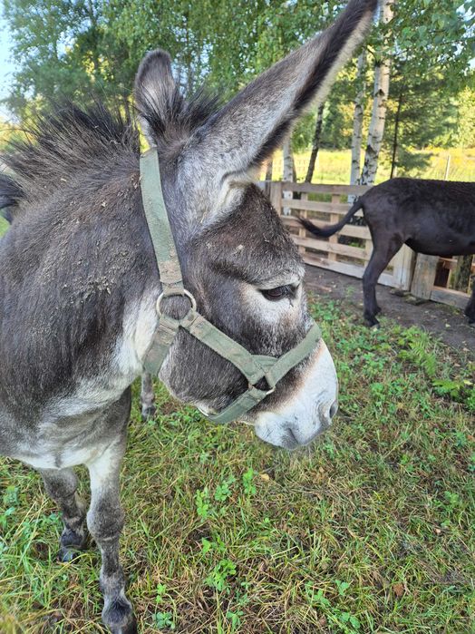 Sprzedam osiołka, paszport, 9 miesięcy