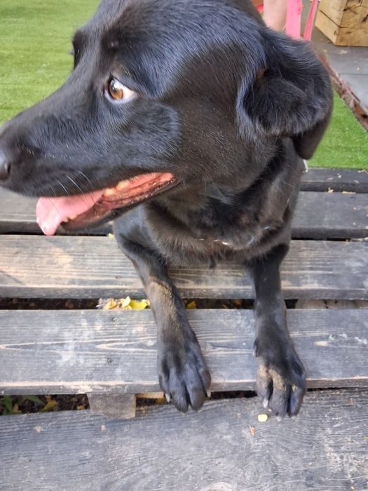 Oddam za darmo młody pies w typie labradora