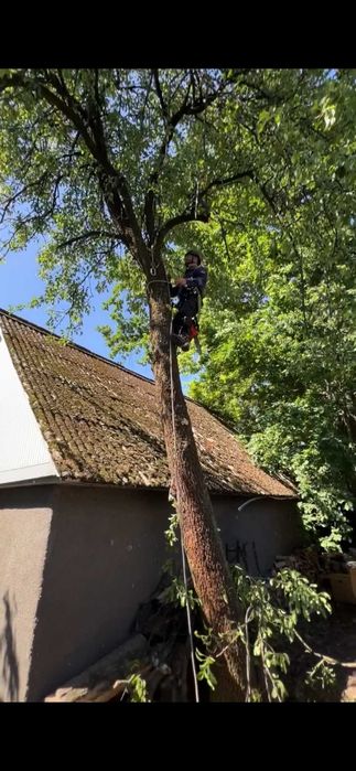 Зрізати дерево, кронування, санітарна обрізка дерева