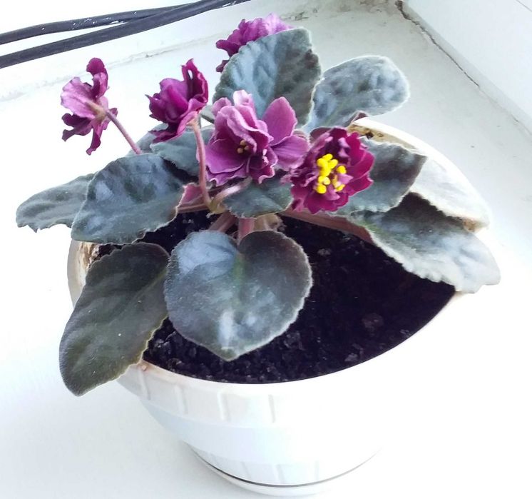 Комнатные растения