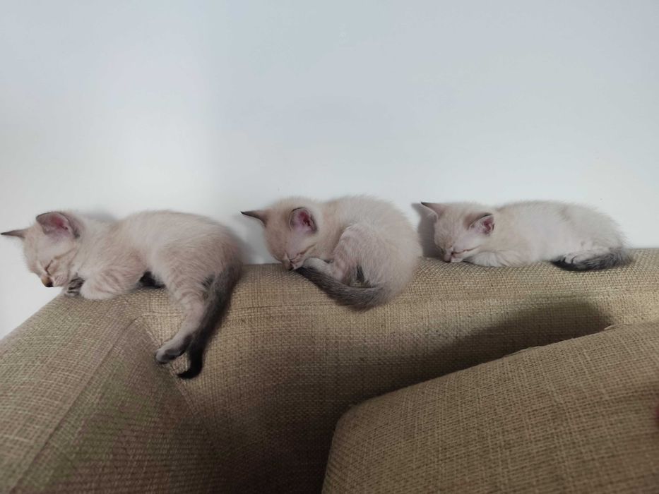 Gatinhos para adoção