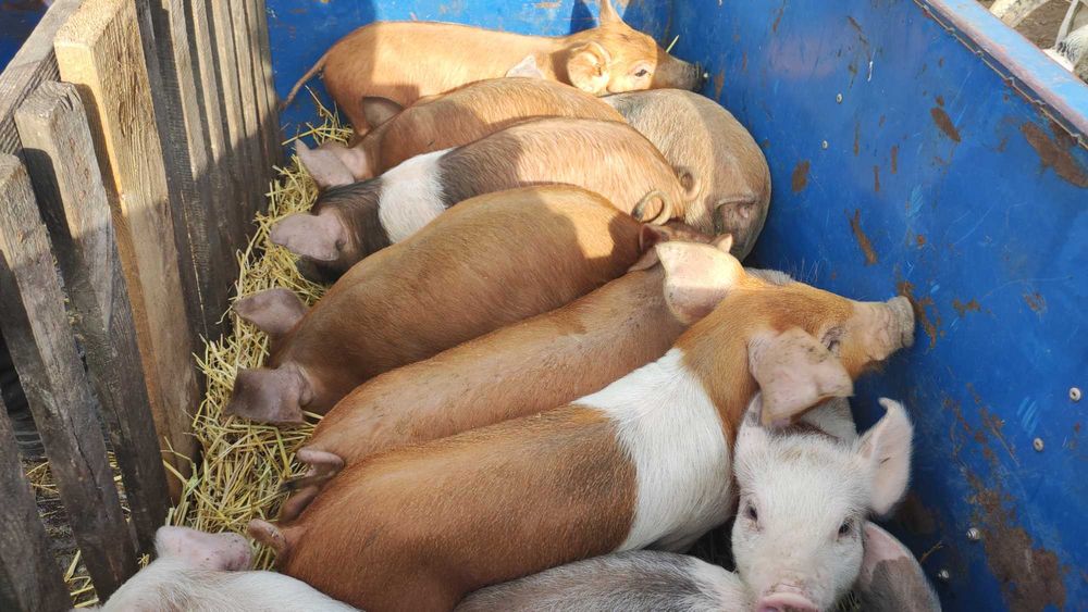 Продам поросят різного віку