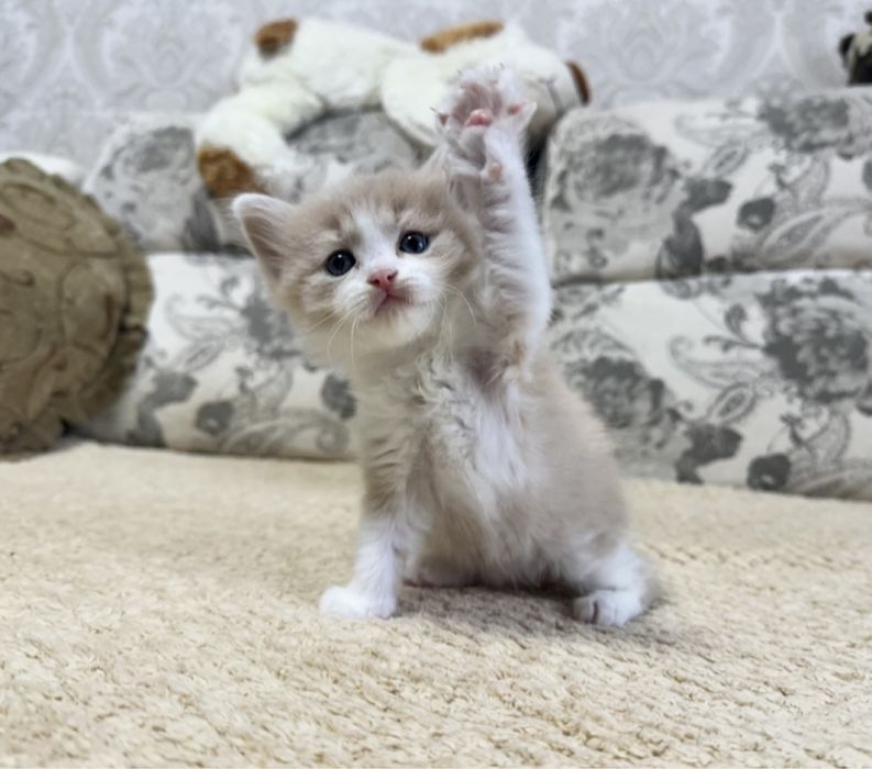 Сибирское очарование!)