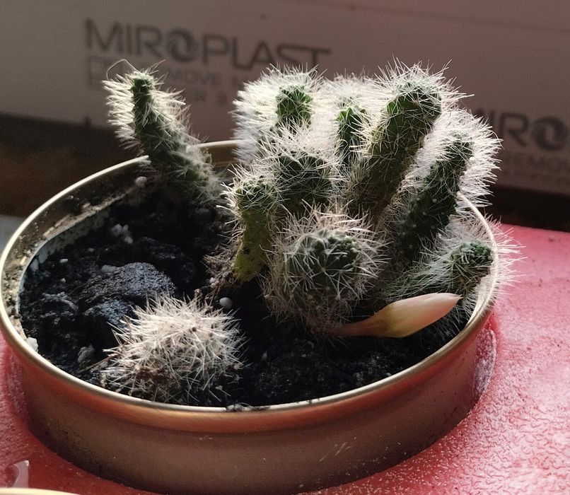 Кактус маммилярия