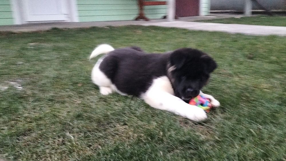 Акіти Американські