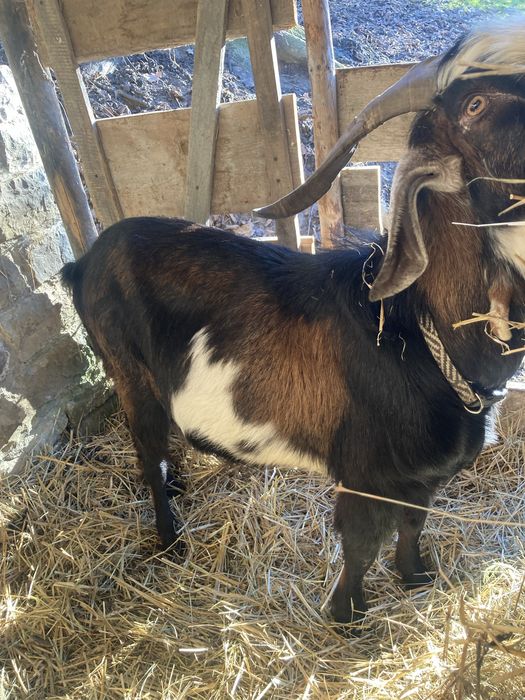 Kozioł do hodowli