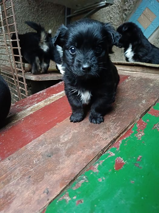 Щенки / В хорошие руки/ Подарю