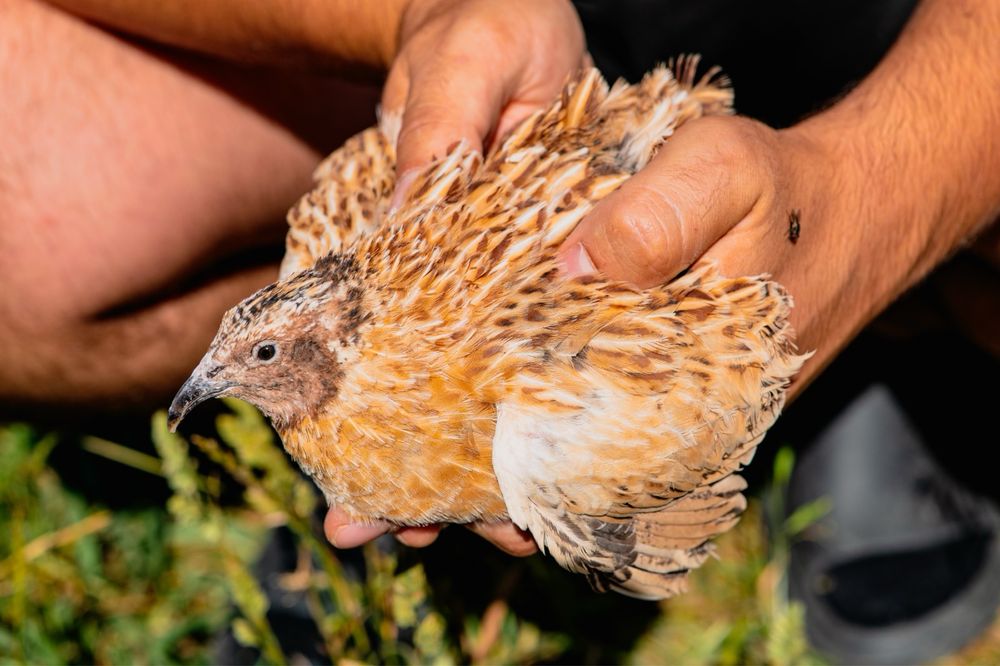 Ovos codorniz gigante galados e para consumo