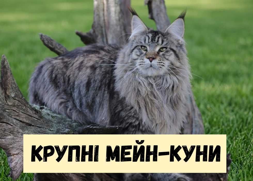 КУПИТИ‼️ Крупних котів, кошенят породи Мейн-кун